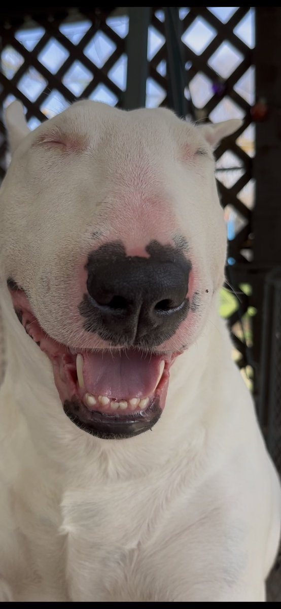 🐶 NELSON (@puppernelson) on Twitter photo 