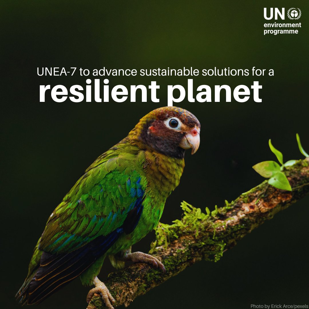 UNEP's tweet photo. Global leaders will convene in Nairobi this December to explore sustainable solutions for a resilient planet.

Key focus areas include promoting healthy ecosystems and reducing unsustainable resource consumption &amp; more.

More info in this #UNEA7 Q&amp;A: https://t.co/T65ryFwnFb https://t.co/JZEfzk7taB