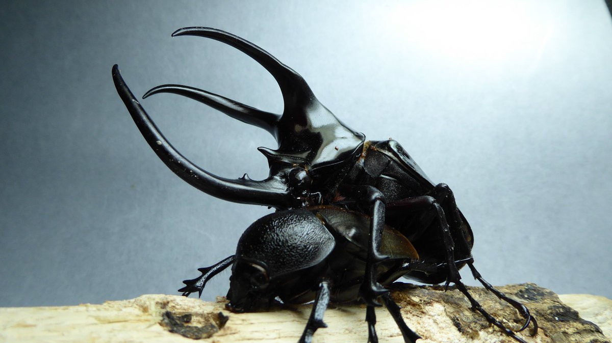 Breeder_SSSSK's tweet photo. 【販売】
モーレンカンプオオカブト
ボルネオ島サバ州トゥルスマディ産WF1
2025/2孵化

1頭700円で送料は着払いとなります。
40頭程出せますが状態によりもっと早く締め切る可能性もあります。
写真は♂親のWILD94.5mm。
大量購入の場合は割引も考えております。
ご連絡お待ちしております。 https://t.co/pkXanObJDV