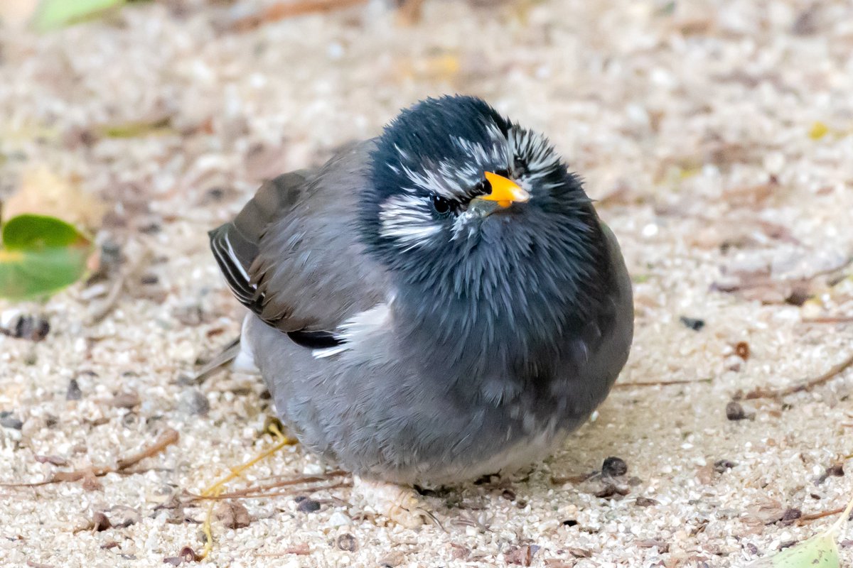 今日はどんより天気で風も強くて寒い🤧

近所の公園に行ったら、まんまるでペンギンみたいなムクちゃんがいた🐧

かわいいのぅ🤤❣️

#ムクドリ
#野鳥写真