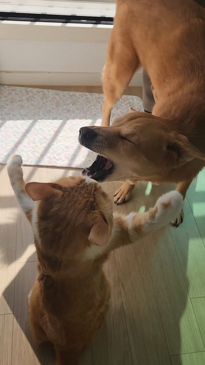 Salty_and_Navi's tweet photo. 🐈 vs 🐕 https://t.co/hl70EUsLJb