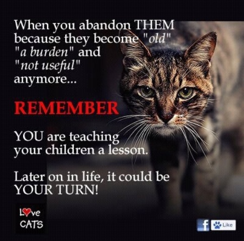 sachikoko's tweet photo. 🤬😡IF YOU DUMP YOUR PET AT A KILL SHELTER, YOU ARE A P.O.S.💩😡🤬
😾#SickOfScumbags &amp; LAME EXCUSES. #PETSAREFORLIFE #PETSARENOTDISPOSABLE #PETSAREFAMILY https://t.co/HUfMNrMhk5