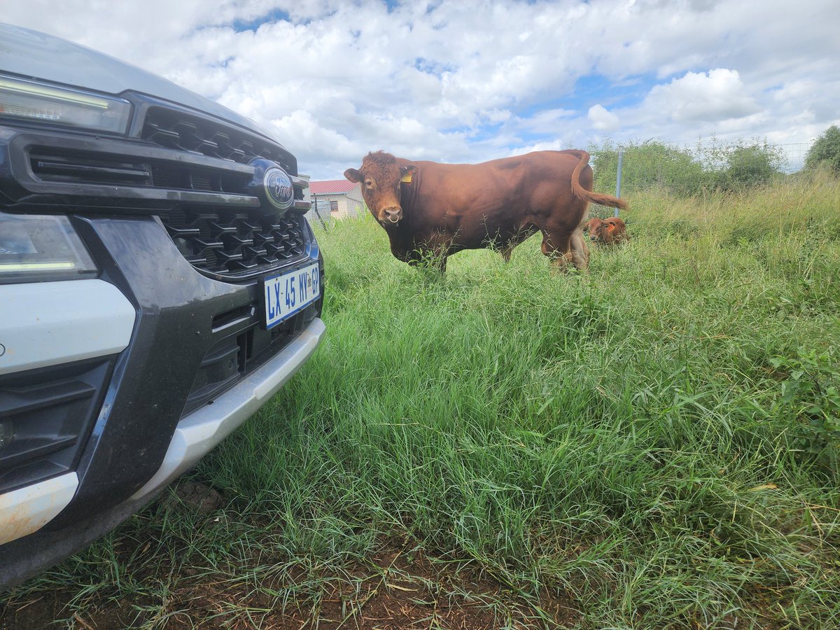 🪡
As a farmer, being productive and profitable largely depends on the choices and decisions you make. Whether you're selecting a bull for your herd, choosing a seed cultivar, or even deciding on the right bakkie for your farm, performance should be your top priority.