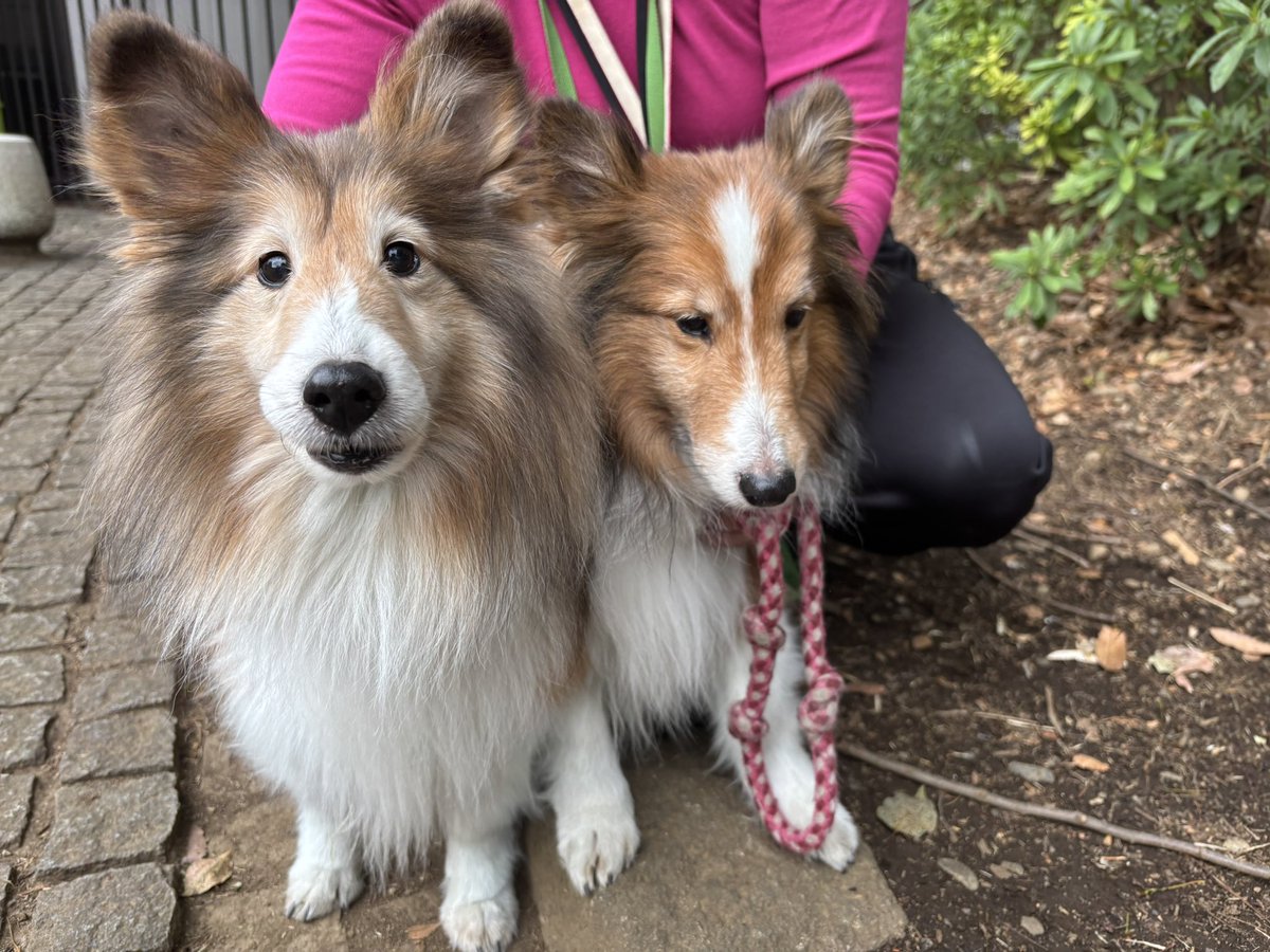 Mighty_Wings_'s tweet photo. 知り合いの犬とドッグランで戯れてる https://t.co/0ztEo2HQlO