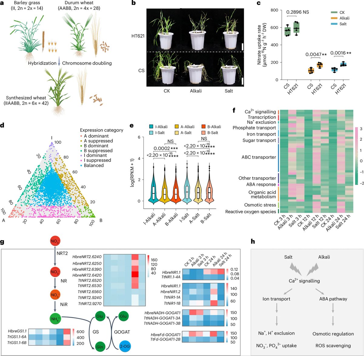 AgriExperts's tweet image. The Hordeum I genome holds great potential for improving stress tolerance.

Wild #barley #genomics research paves the way for climate-resilient crops

nature.com/articles/s4147…