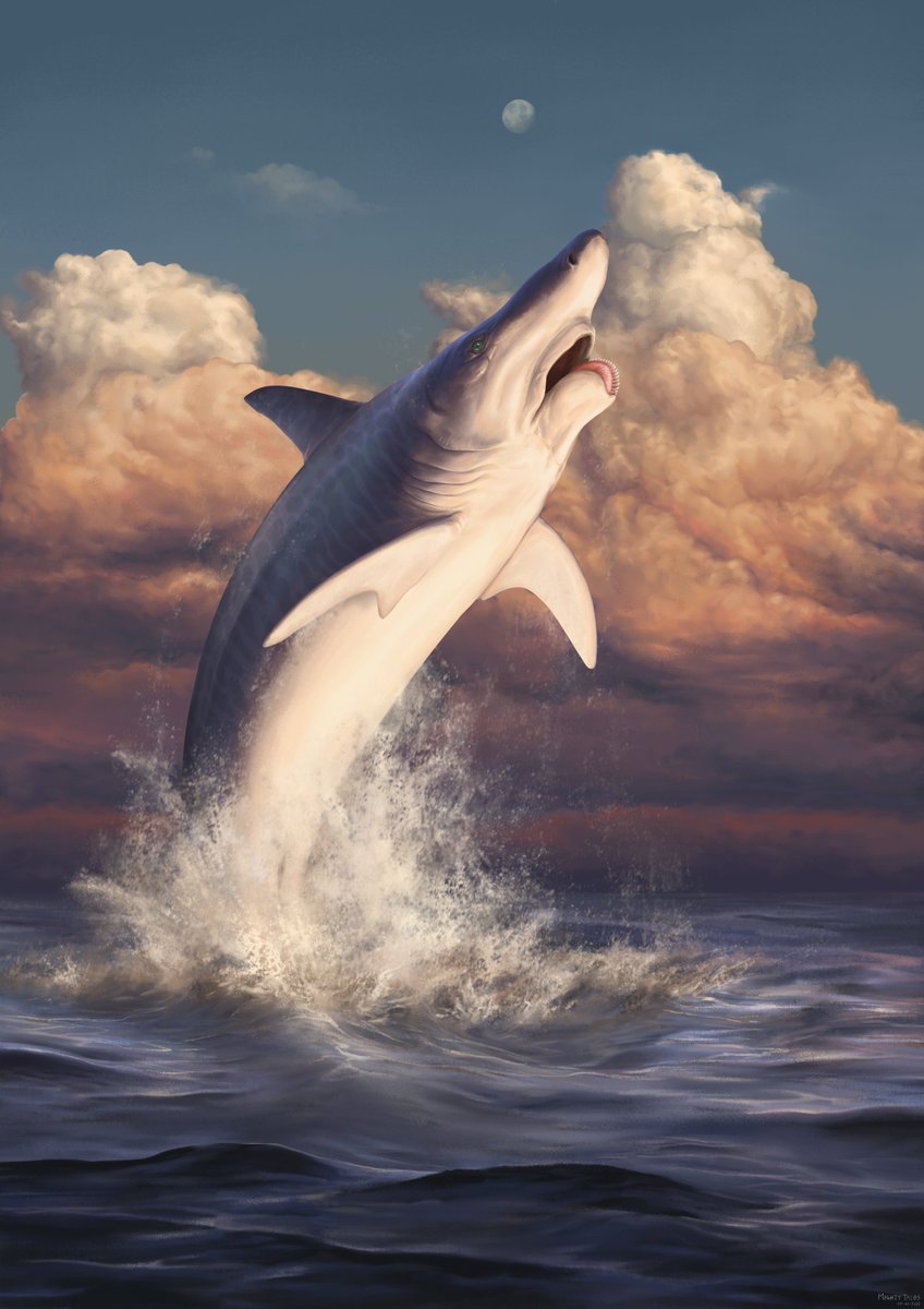 [REUPLOAD] Helicoprion bessonowi I just got time to fix some major ...