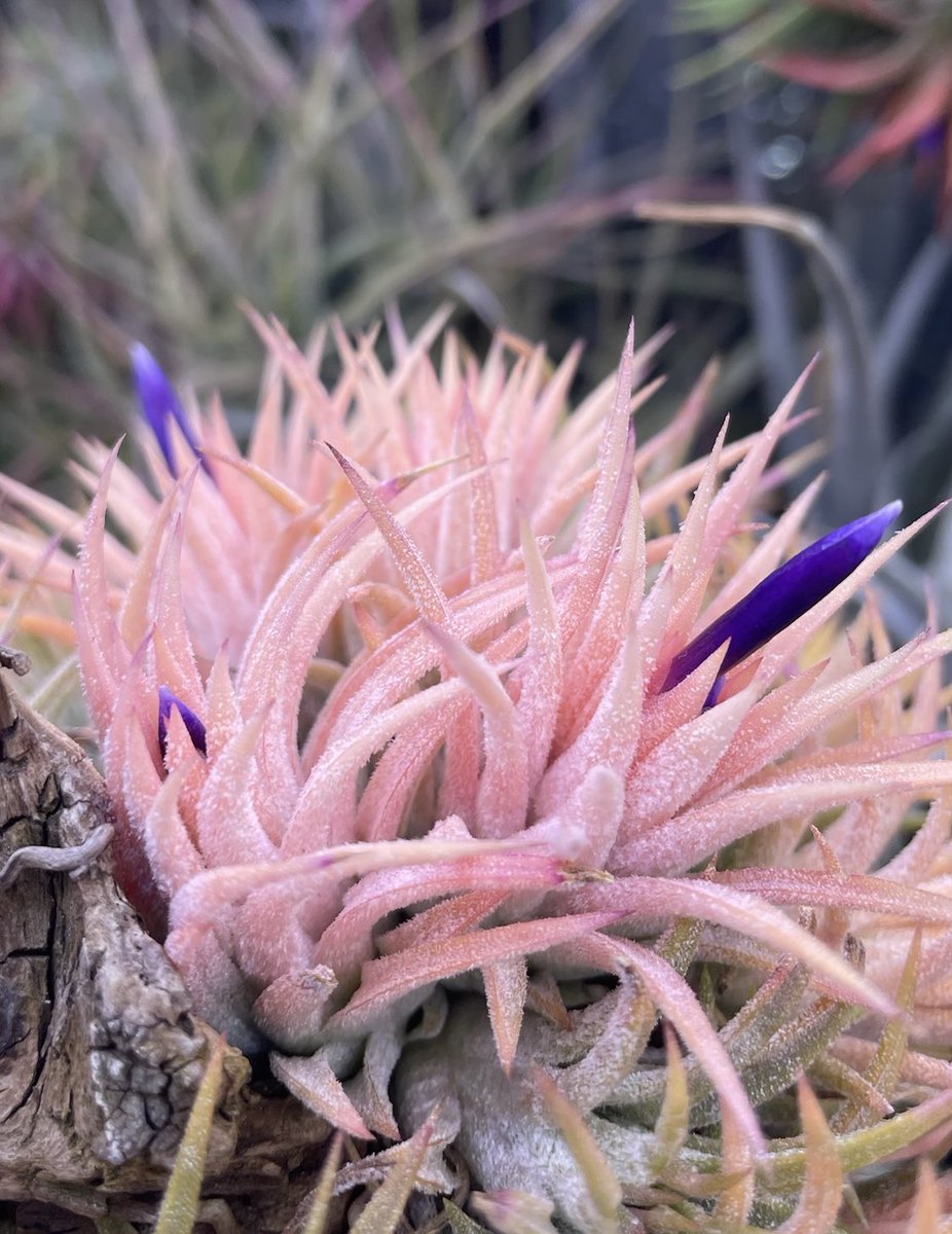 VRtillaele's tweet photo. 桃祭りまもなく開催
(T. ionantha ‘Peach’ NTH142) https://t.co/K2qBMjdMRD