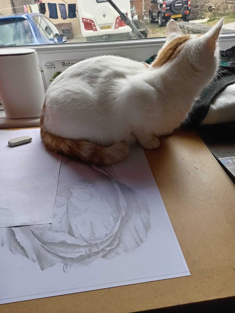 Oaksartuk's tweet photo. I was trying to finish my drawing this morning #artwork #Artists #artmoots #drawings #cats #CatsOfTwitter #Caturday #catfriends #catlovers #catstuff https://t.co/w2q47V6oXF