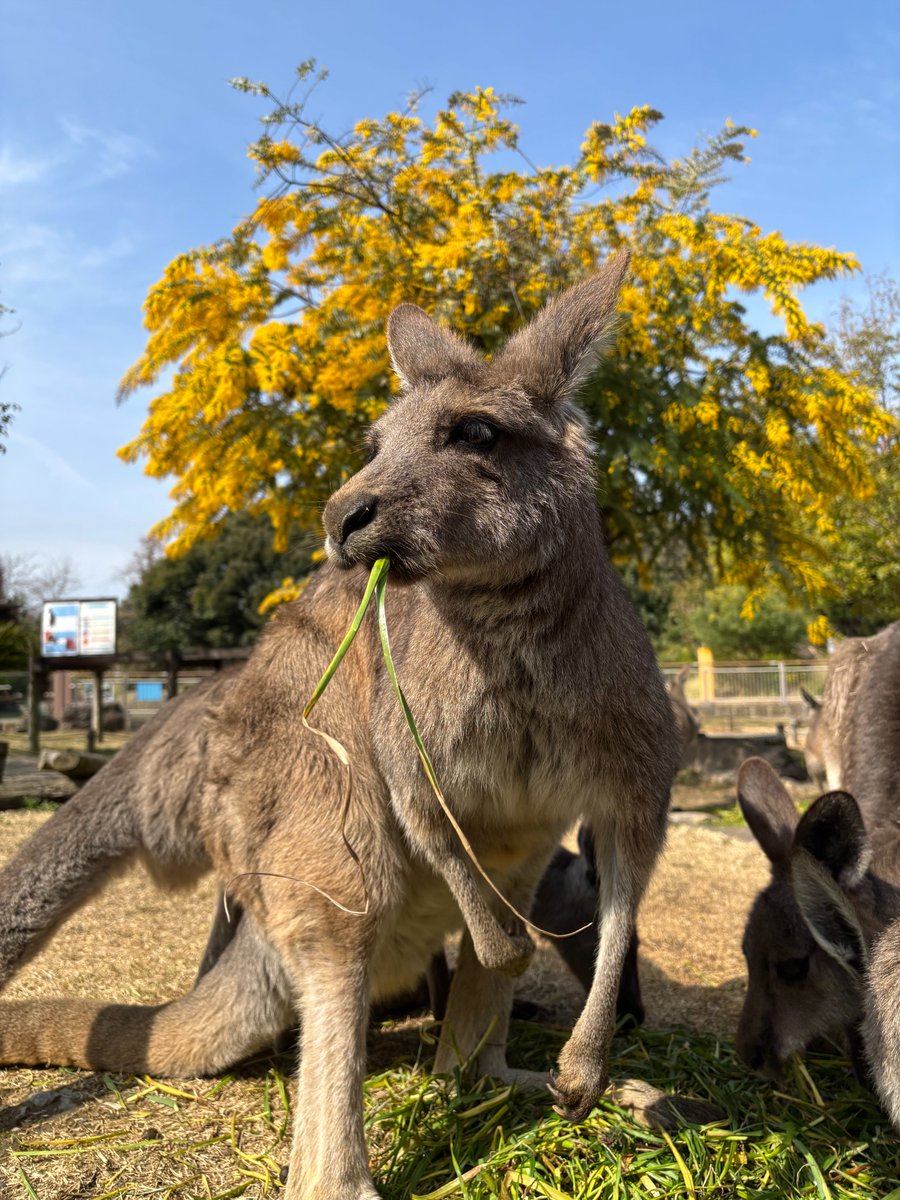 kanazawazoo317's tweet photo. おはようございます。
3月17日(月)は金沢動物園の休園日です。
カンガルーとミモザの写真をお楽しみください📷
やはり青い空だとさらに良い感じですね♪
#オオカンガルー #Easterngraykangaroo
#ミモザ #動物園写真 #撮影 #花と動物
#金沢動物園 #横浜です
#横浜市立金沢動物園 https://t.co/NSsFT4z7iG