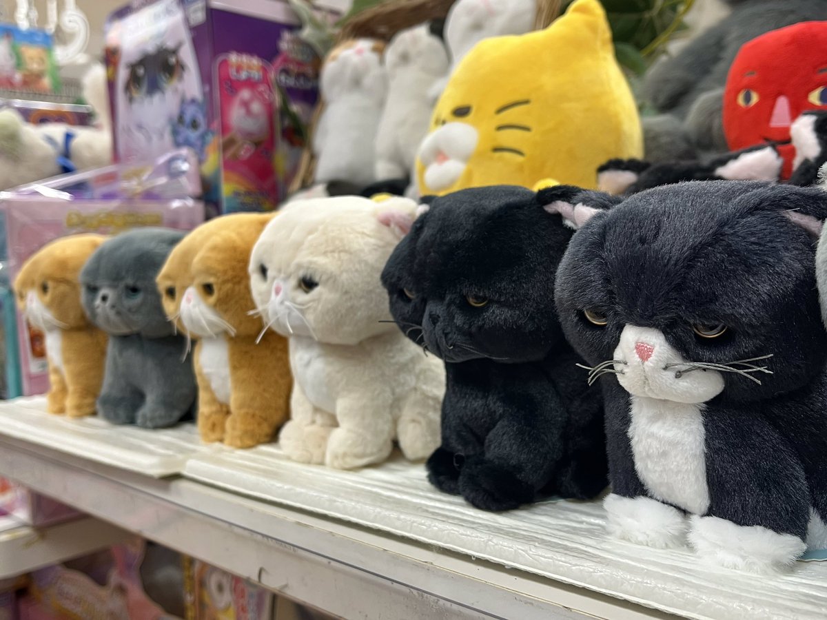 W7ohP9JiRV81384's tweet image. ねこコーナーに新しいぬいぐるみが入荷しました🐾
個性的なネコちゃんが大集合🐱是非お立ち寄りくださいませ！
#そごう横浜店おもちゃ売場　#内藤デザイン研究所　#ぼうねこ　#ねこ　#ぬいぐるみ　#ぬい撮り
