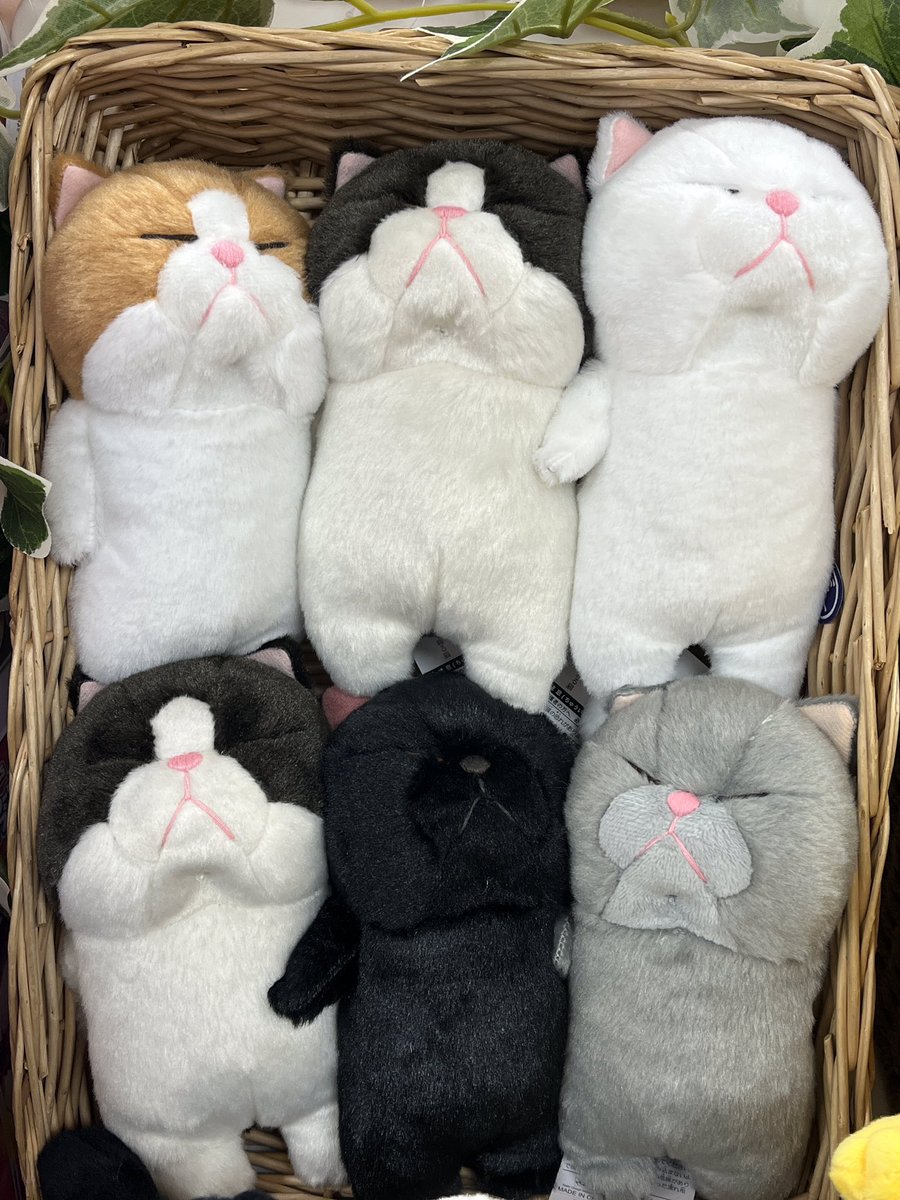W7ohP9JiRV81384's tweet image. ねこコーナーに新しいぬいぐるみが入荷しました🐾
個性的なネコちゃんが大集合🐱是非お立ち寄りくださいませ！
#そごう横浜店おもちゃ売場　#内藤デザイン研究所　#ぼうねこ　#ねこ　#ぬいぐるみ　#ぬい撮り