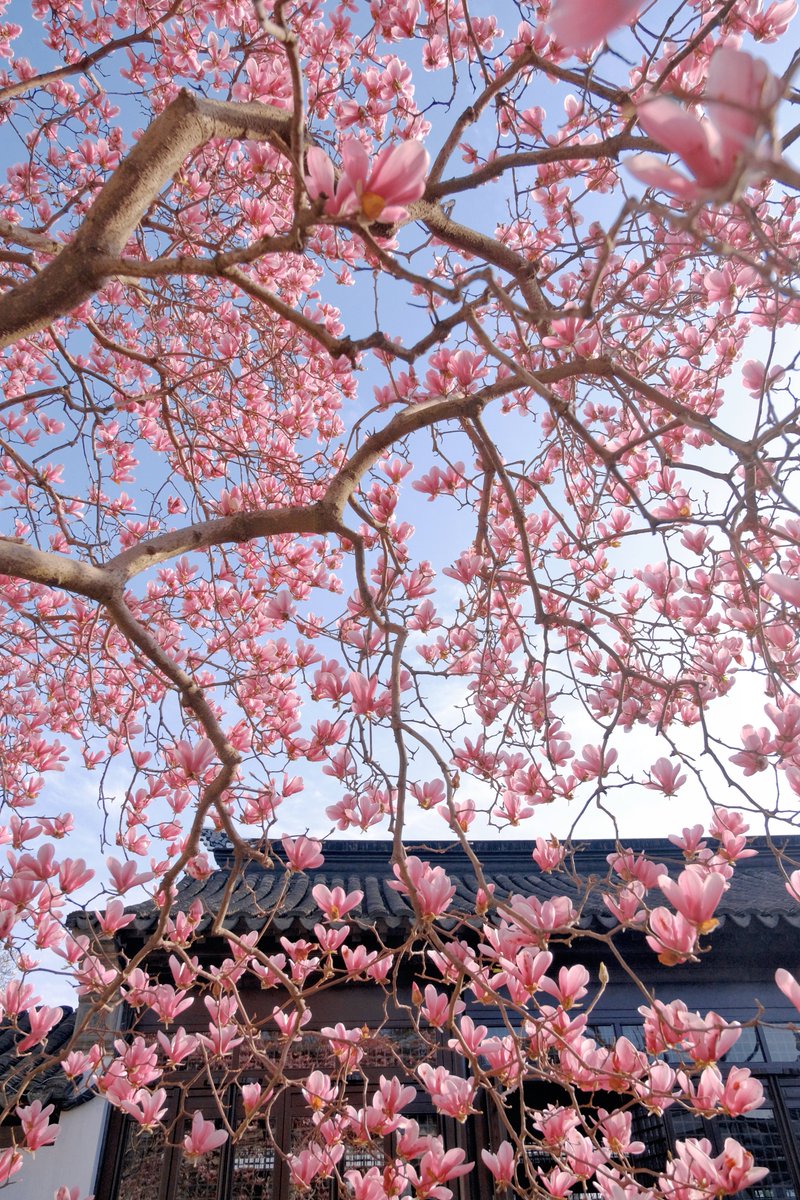 Jane23710's tweet photo. 玉兰花开春已到～ https://t.co/mDXP8dhPyi