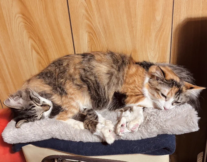猫、溶けて混ざっちゃってた。 #今日の猫 