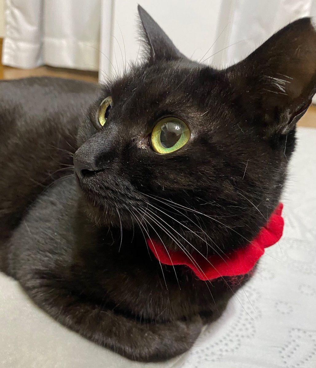 みけさん・くろさん on X