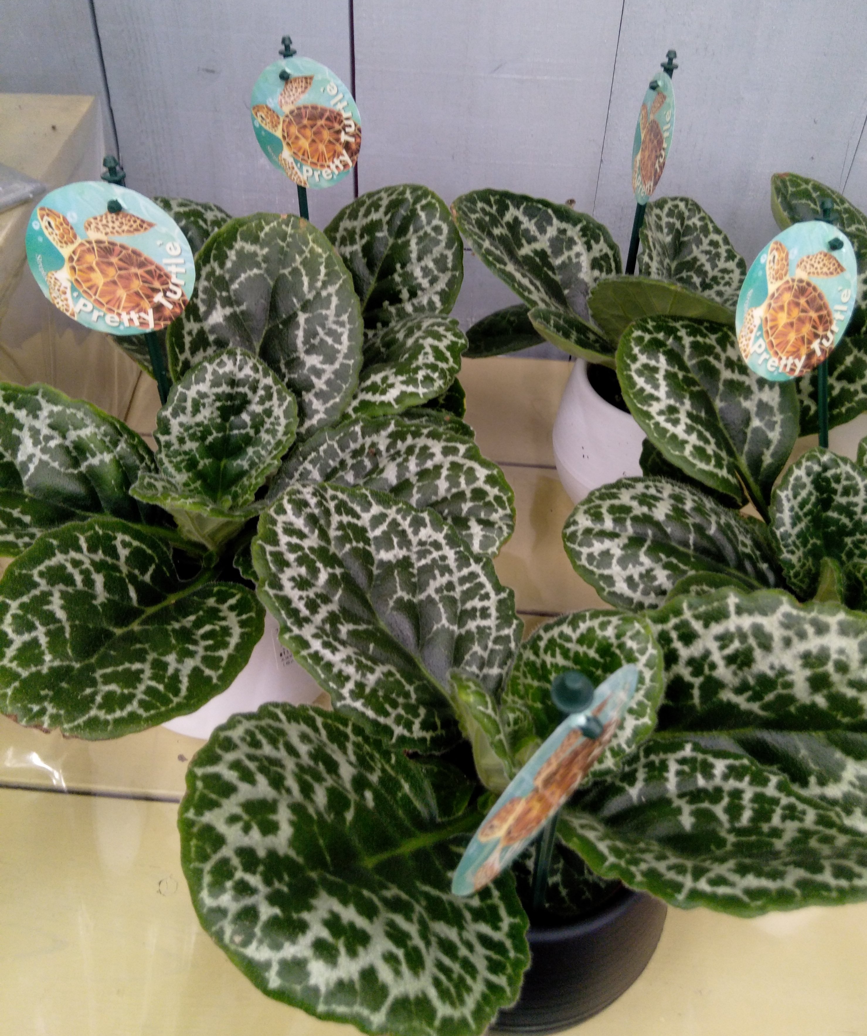 ストレプトカーパス　プリティタートル 園芸ネット本店｜ストレプトカーパス：プリティタートル5号ポット の