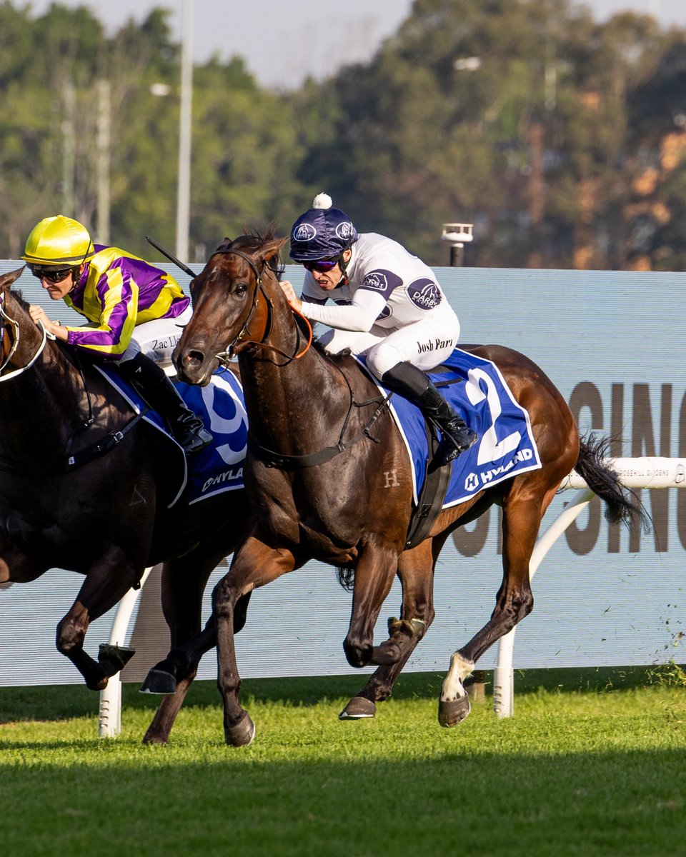 BBakerRacing's tweet photo. Tough as nails, IOWNA MERC finds a new gear with Josh Parr getting every inch out of him to win the prestigious G2 Ajax Stakes in a photo finish. An enormous result for Scott &amp; Edwina Darby’s homebred gelding - onwards and upwards… https://t.co/QMKx3ahXPf
