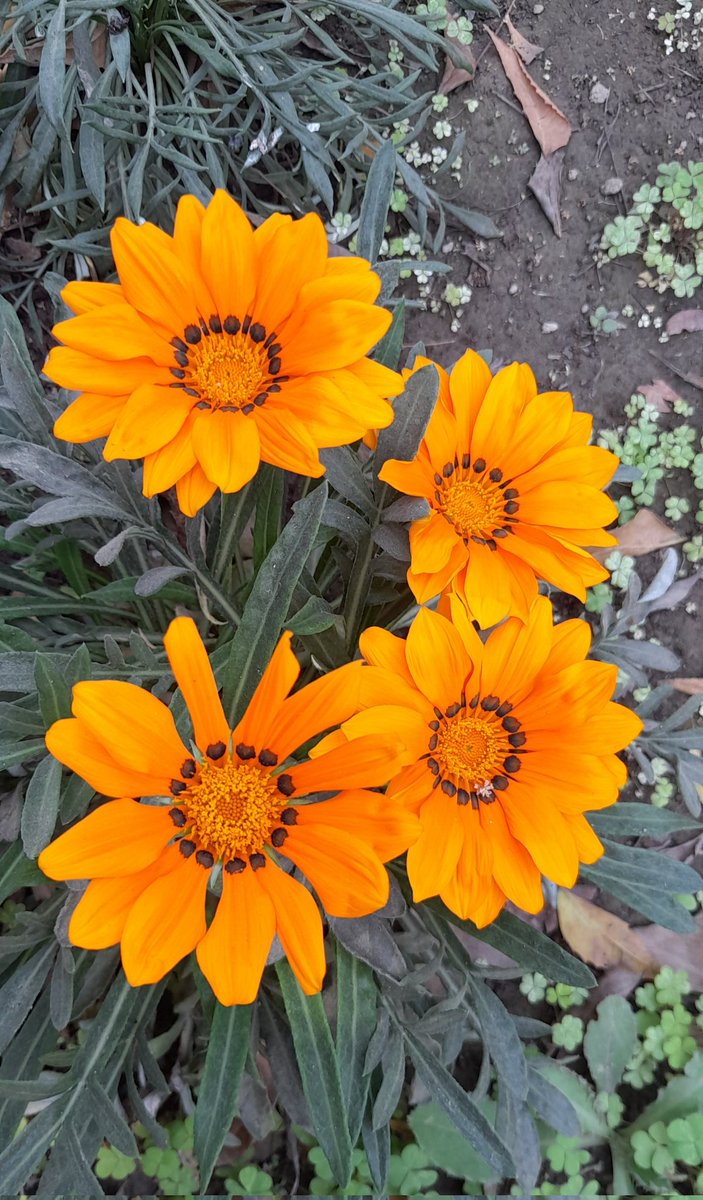 sanjay12569's tweet photo. Happy Saturday everyone, hope you have a great day!  From my little garden #Saturday 
💙❤️💜🧡💚💛
#GardenersWorld #garden
#takenbyme #myclick #FlowersOnSaturday https://t.co/QbrQPgPdMc