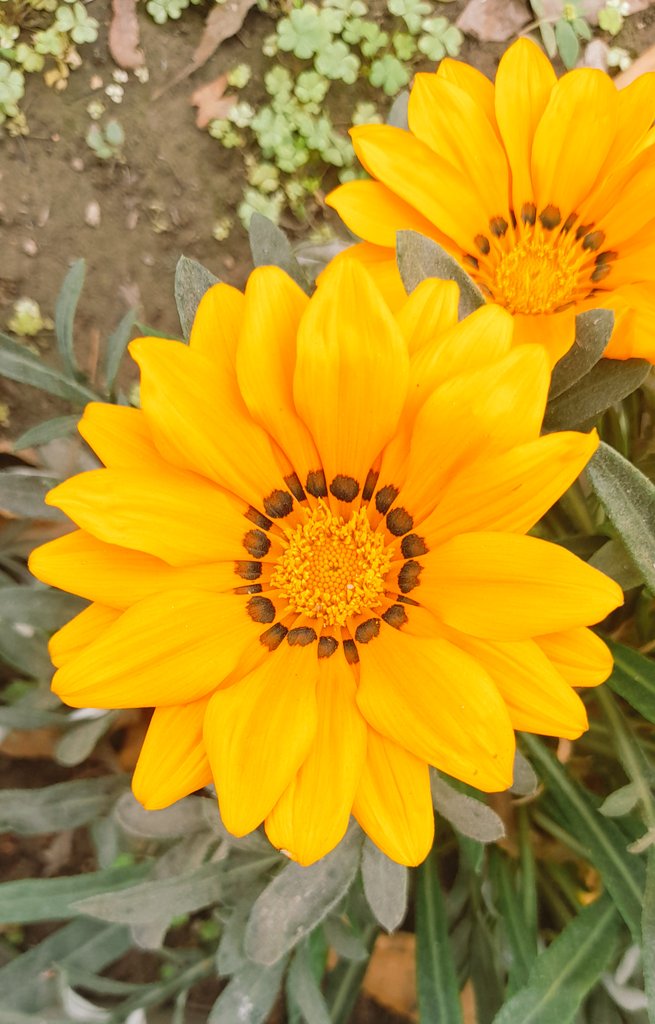 sanjay12569's tweet photo. Happy Saturday everyone, hope you have a great day!  From my little garden #Saturday 
💙❤️💜🧡💚💛
#GardenersWorld #garden
#takenbyme #myclick #FlowersOnSaturday https://t.co/QbrQPgPdMc