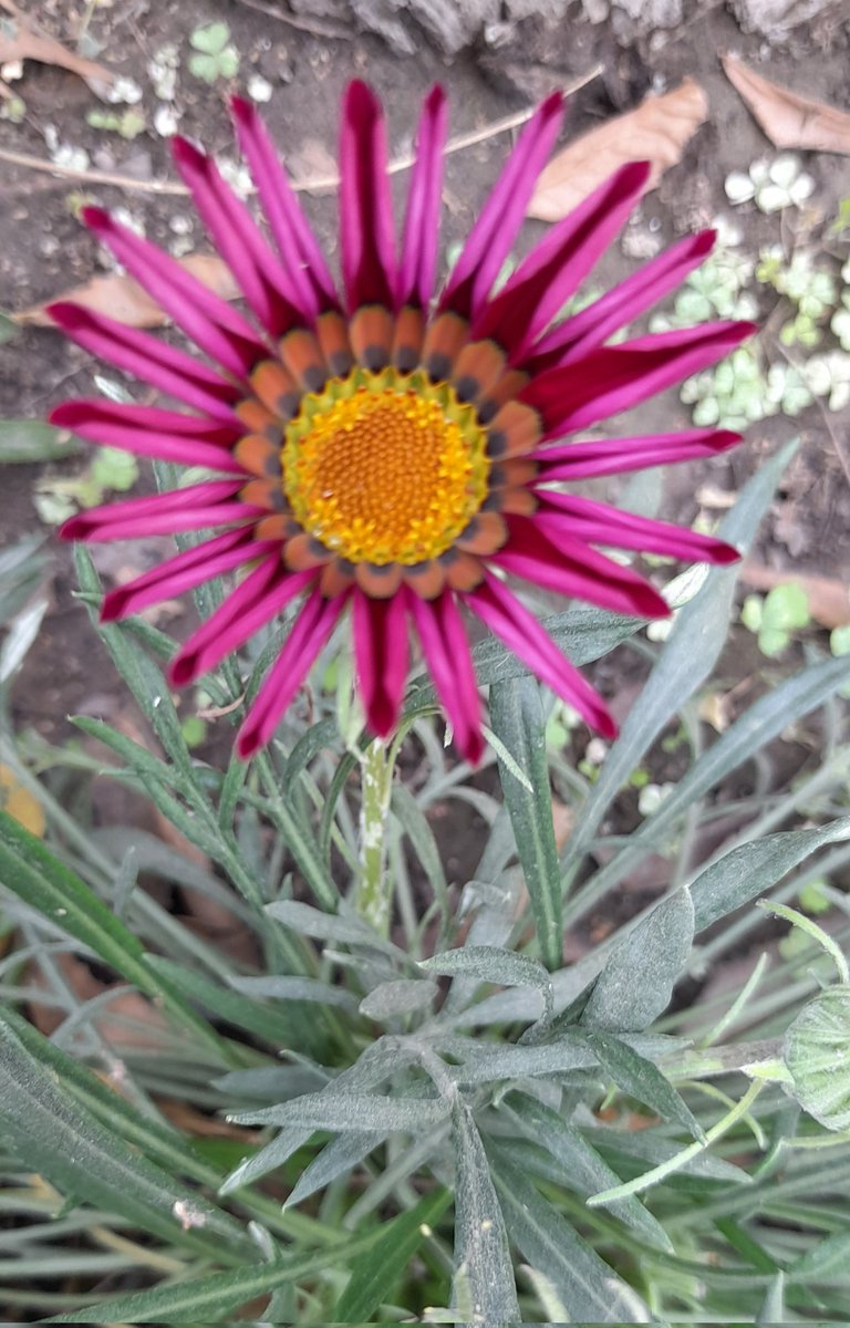 sanjay12569's tweet photo. Happy Saturday everyone, hope you have a great day!  From my little garden #Saturday 
💙❤️💜🧡💚💛
#GardenersWorld #garden
#takenbyme #myclick #FlowersOnSaturday https://t.co/QbrQPgPdMc