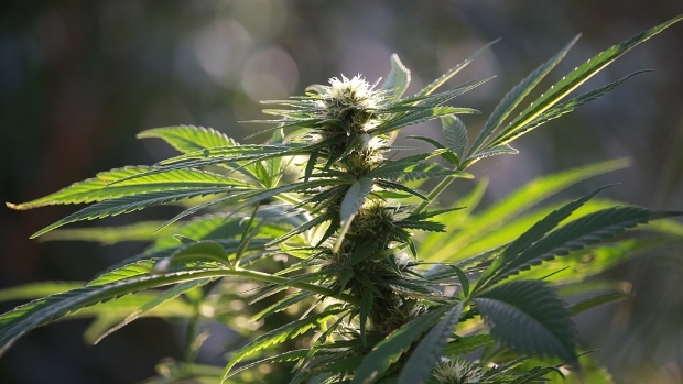 Dwangsom na aantreffen hennepkwekerij en softdrugs in Zevenhuizen