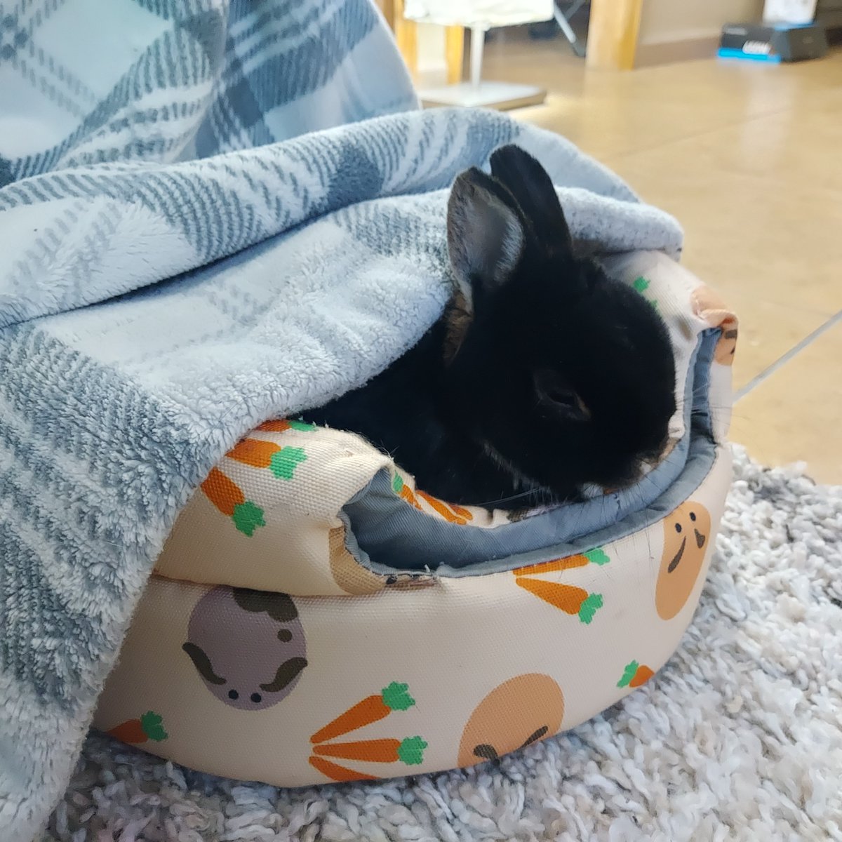 bchan009's tweet photo. I lost my boy today.  I don't know what to do with myself so I'm sharing some of my favorite pictures of him. He was a small bunny that left a big impact on everyone who met him. https://t.co/ig19NSmCEk