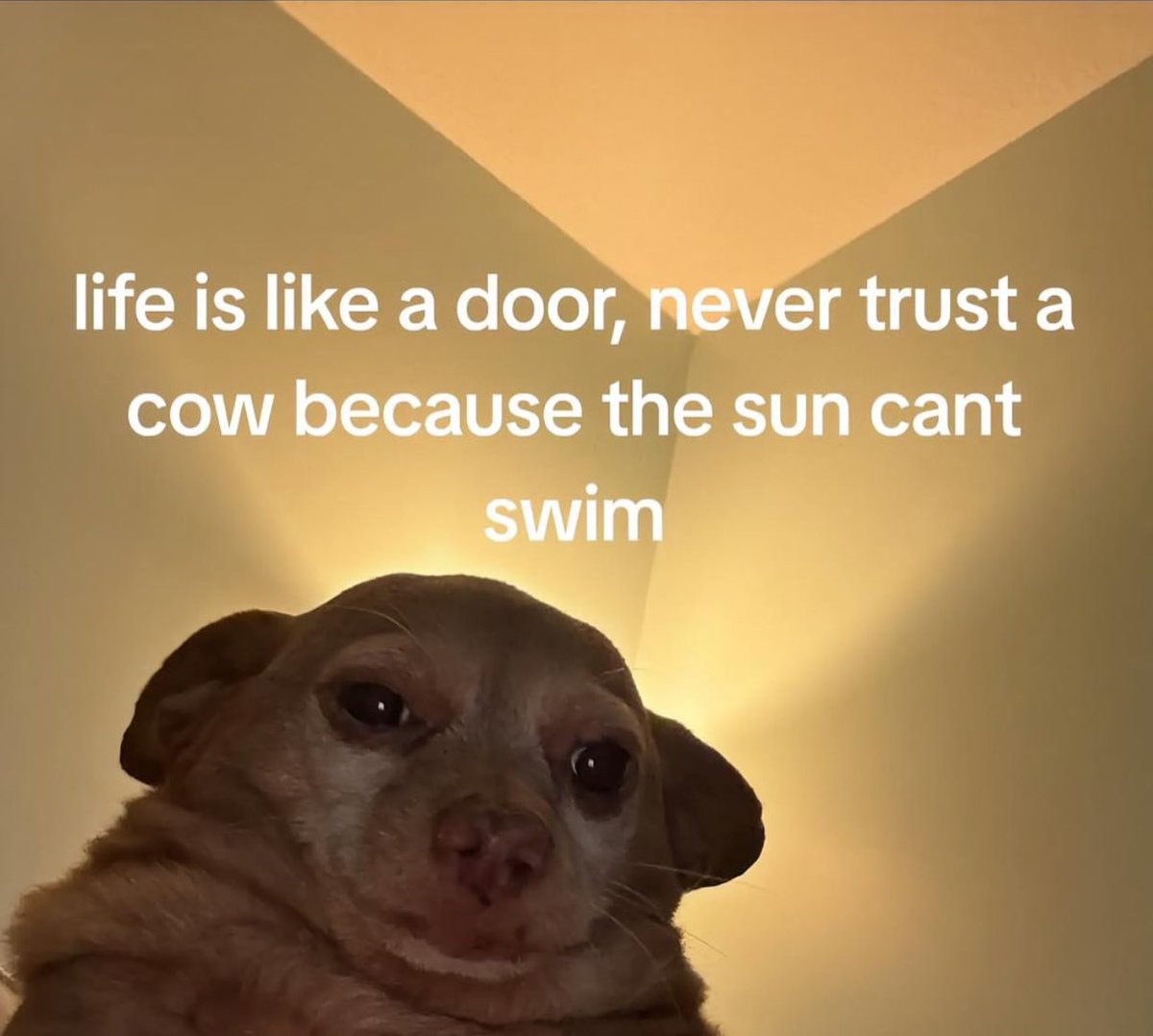 PortiaMoemedi's tweet image. 