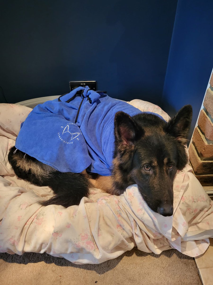 DesertDog129's tweet photo. @RENDER__DADDY Gds best dogs you can get !! https://t.co/kYtyZYzpDR