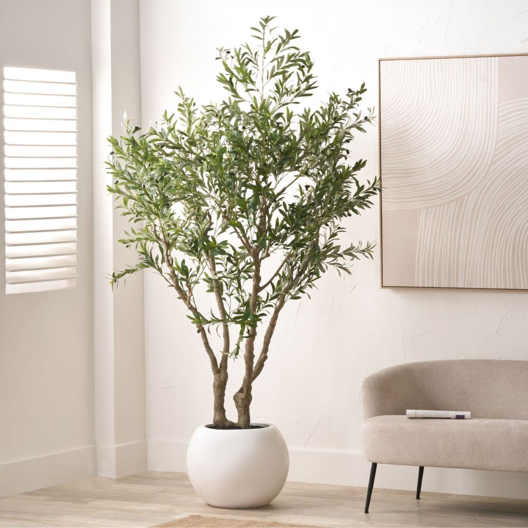 ClickStyleHome's tweet image. 🌿 Go BIG, this 250cm artificial potted olive tree brings lush leaves, textured trunks &amp;amp; black olives—with zero upkeep. No watering or pruning. Just Mediterranean style. #ArtificialOliveTree #HomeDecor #LuxuryInteriors #Greenery #StatementTree #FauxPlants clickstyle.co.uk/products/artif…