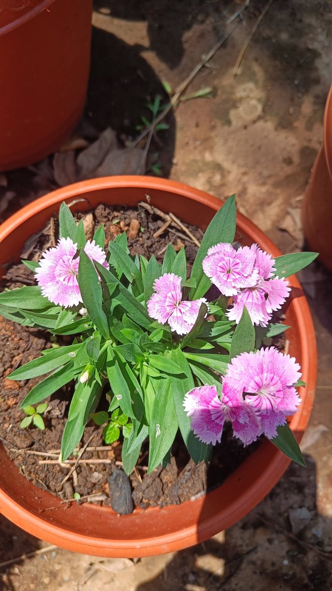 aparajita_5's tweet image. It's been 2 months since this lovely plant is part of my garden 

#Dianthus #Plant16