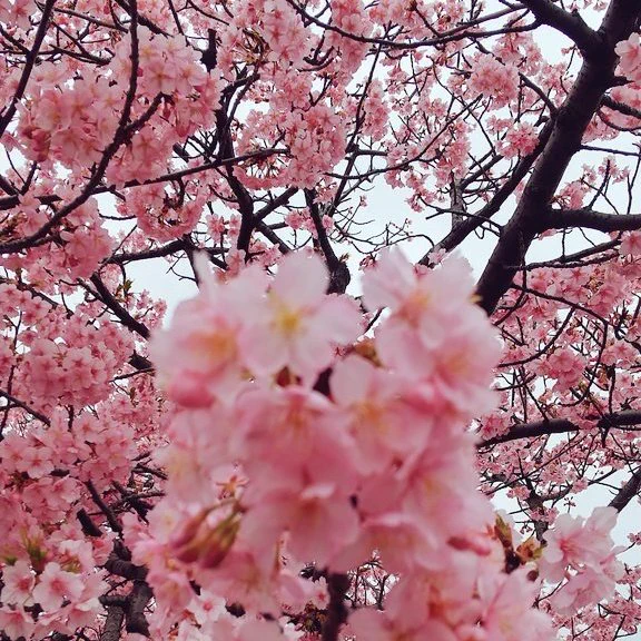 投稿したつもりが投稿されてないみたいなのでもう一回河津桜は満開で花見安行桜は三分～五分咲き、来週末に花見ソメイヨシノはまだまだ先一年に三回花見できるのは嬉しい 