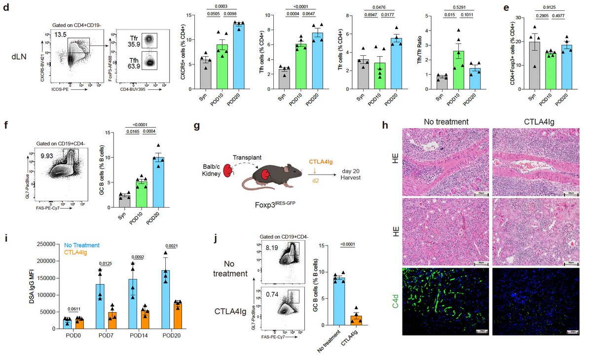 Hengcheng58's tweet photo. Thrilled to share our latest work published in @NatureComms! 🎉 We @TheSageLab reveal how Tfr cells restrain kidney transplant rejection by suppressing pathogenic B cells—highlighting new therapeutic targets in KTx. #Transplantation #Immunology #KidneyTx
https://t.co/tzhUfNUSdU https://t.co/GVzD4KoSvK