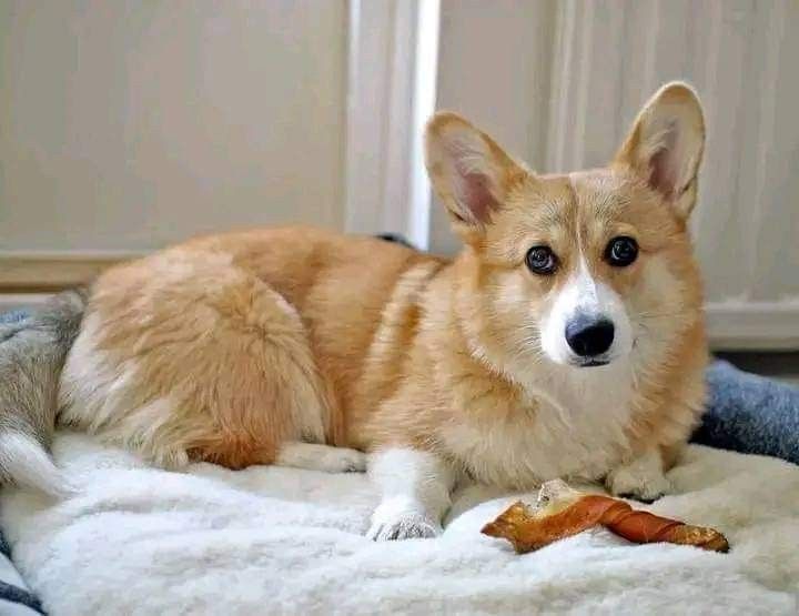 JosephineK1761's tweet image. &quot;Relaxing with a tasty treat! 🐾❤️&quot;
#CorgiJoy #CorgiGoals #LoveMyCorgi #PetsofTwitter #CorgiBark #PrincessWelshCorgi