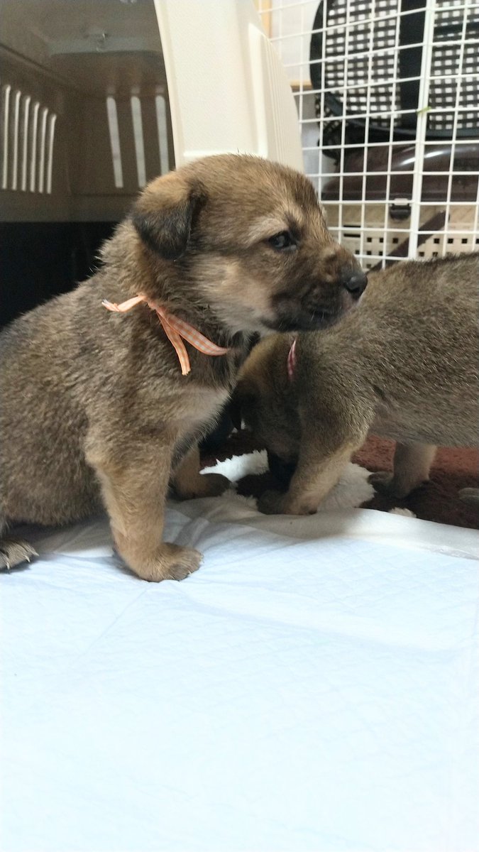 AJPACE5's tweet photo. 「里親募集」
2月20日生まれのパピー達10匹を預かっています。
ママは元野犬です

2時間���きのトイレラッシュ、お皿からミルクを飲む練習…この子達を見ていると改めて命の大切さを感じます。
#里親募集 #拡散希望 #里親探し #埼玉県 https://t.co/E3ZkSutXAq