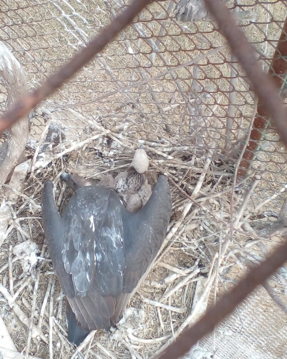 HawkConservancy's tweet photo. Three healthy Asian White-backed Vulture chicks, a Critically Endangered species, have hatched at Changa Manga! 💚

This conservation breeding centre is run by our partners @wwfpak and is a key element of our Pakistan Vulture Restoration Project #ScienceSaturdays https://t.co/o6yaN8ouMS
