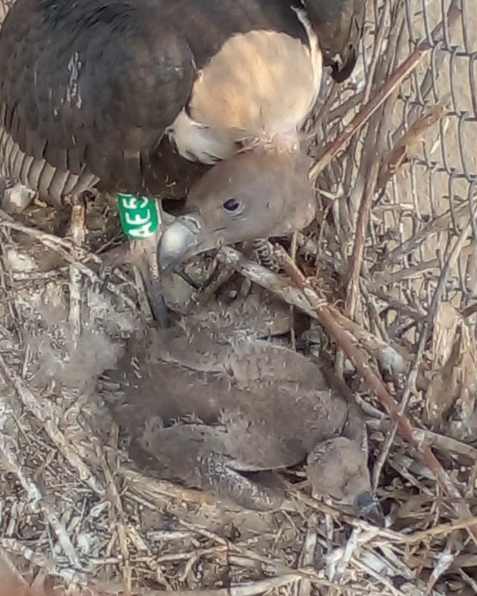 HawkConservancy's tweet photo. Three healthy Asian White-backed Vulture chicks, a Critically Endangered species, have hatched at Changa Manga! 💚

This conservation breeding centre is run by our partners @wwfpak and is a key element of our Pakistan Vulture Restoration Project #ScienceSaturdays https://t.co/o6yaN8ouMS