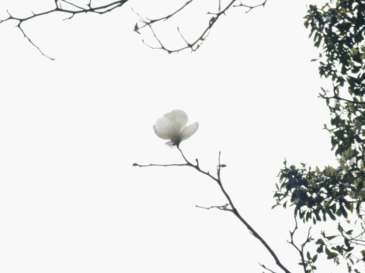 Aigcto5's tweet photo. The beautiful flowers that I saw in China last month growing on trees and are white and sacred. Do you know what they are? https://t.co/8d77haImoN