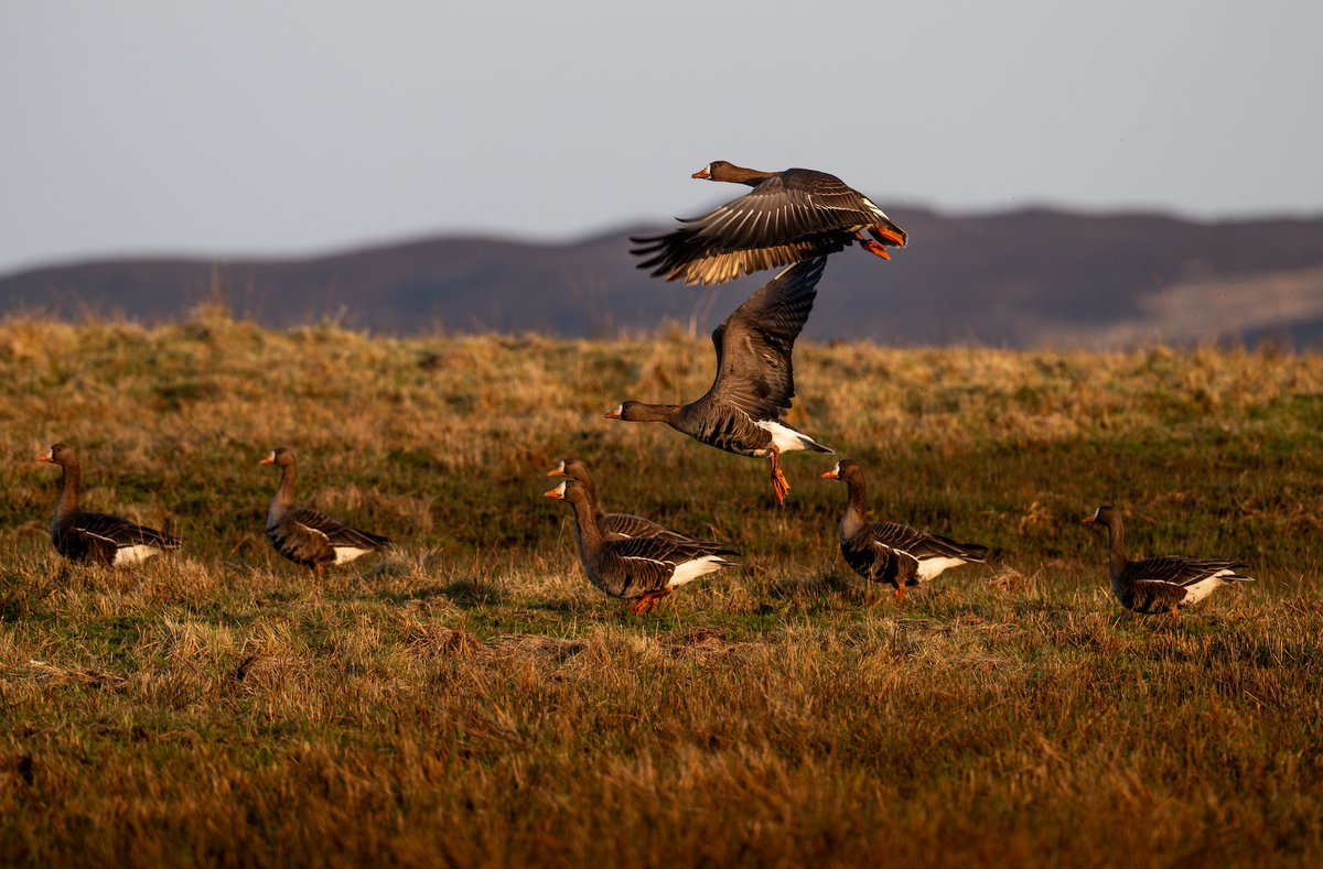 David Dinsley (@naturenortheast) on Twitter photo Only a few weeks left before our Greenland White-fronts head back north.
Another year, another decrease in our wintering numbers, with only 3 juvenile birds observed amongst the flock.
Here’s hoping they have a more productive 2025 breeding season. 🤞
<a href="/RSPBScotland/">RSPB Scotland</a> The Oa Only a few weeks left before our Greenland White-fronts head back north.
Another year, another decrease in our wintering numbers, with only 3 juvenile birds observed amongst the flock.
Here’s hoping they have a more productive 2025 breeding season. 🤞
<a href="/RSPBScotland/">RSPB Scotland</a> The Oa