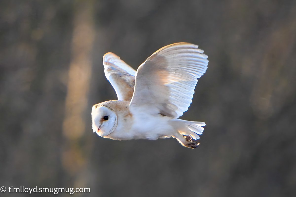 g6ued's tweet photo. Very happy to see my first Barn Owl in flight this morning down at @RSPBMiddleton, what a bird! 

@Natures_Voice https://t.co/xHU5wizR2P