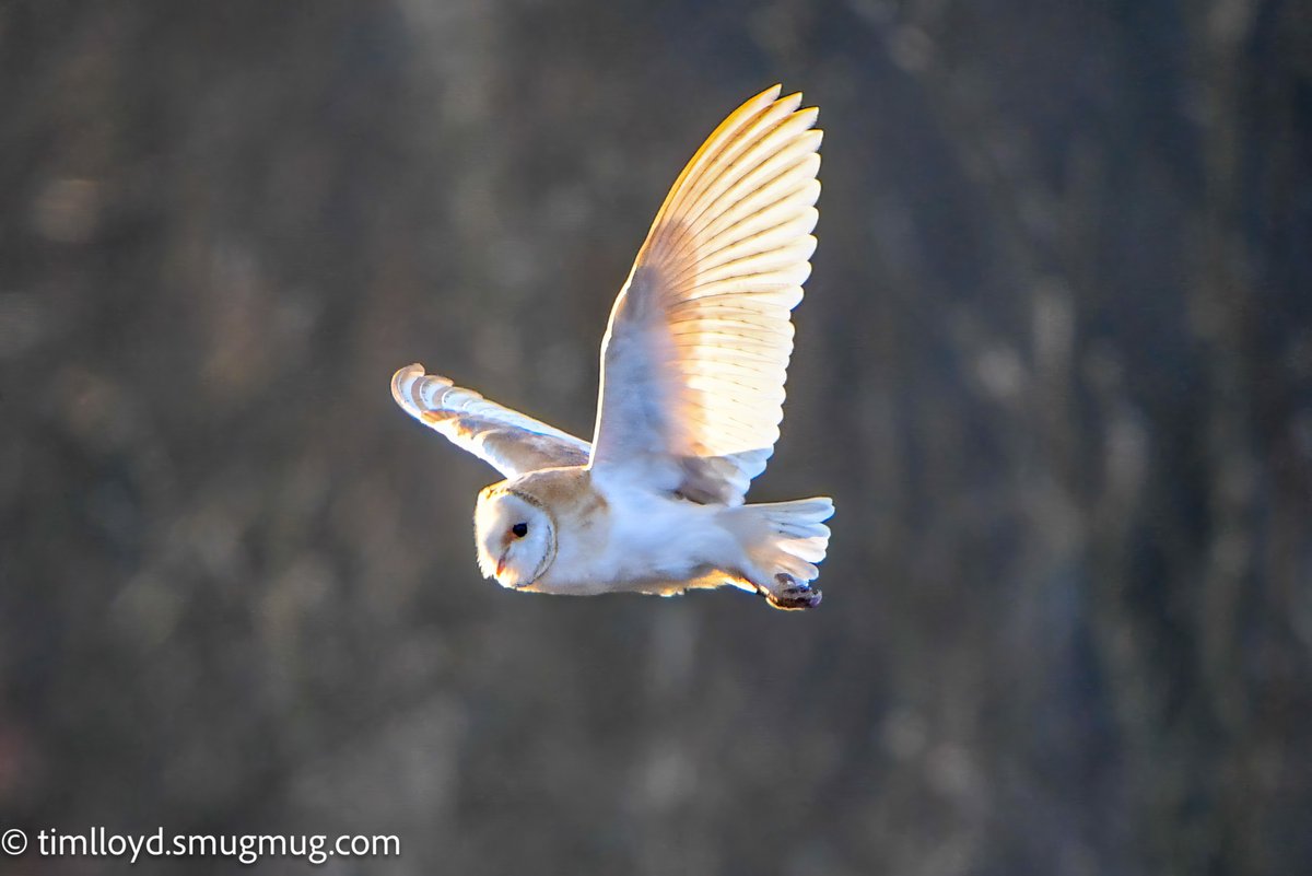 g6ued's tweet photo. Very happy to see my first Barn Owl in flight this morning down at @RSPBMiddleton, what a bird! 

@Natures_Voice https://t.co/xHU5wizR2P