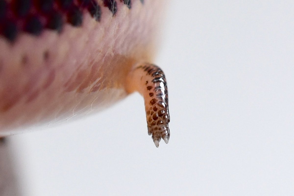 어따 쓸라고 아직도 달려 있는거지 다리가.