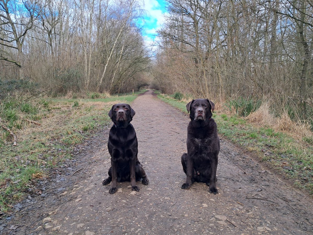 Ted_Choc_Lab's tweet image. Good Morning Furballs 
What's going on in here ??