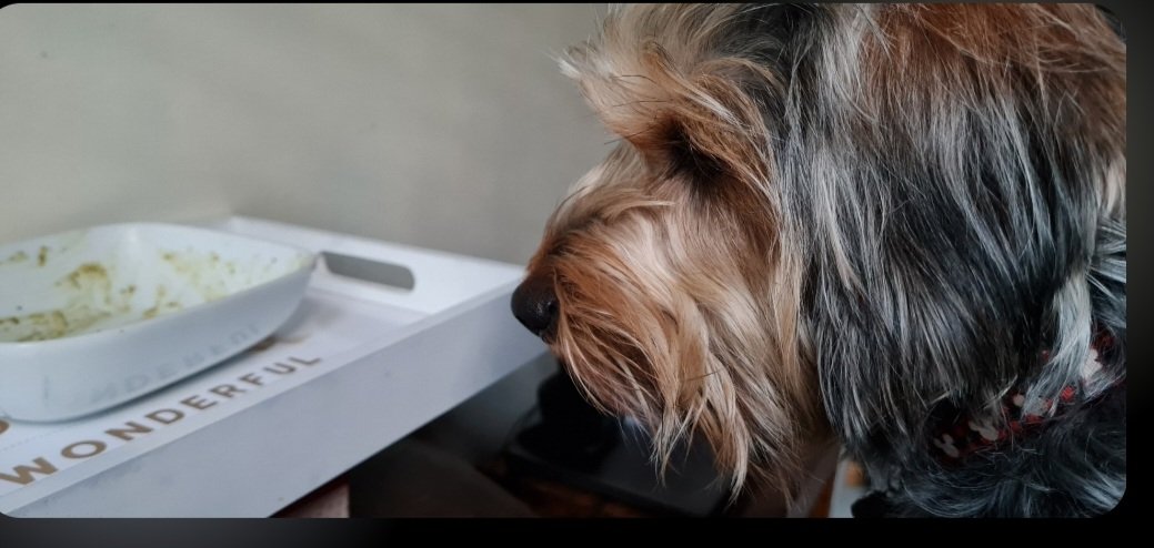 Would you let me lick the bowl?
My concentration is thru da roof 🤣

#dogs
#DogsOfX
#HappyCaturday