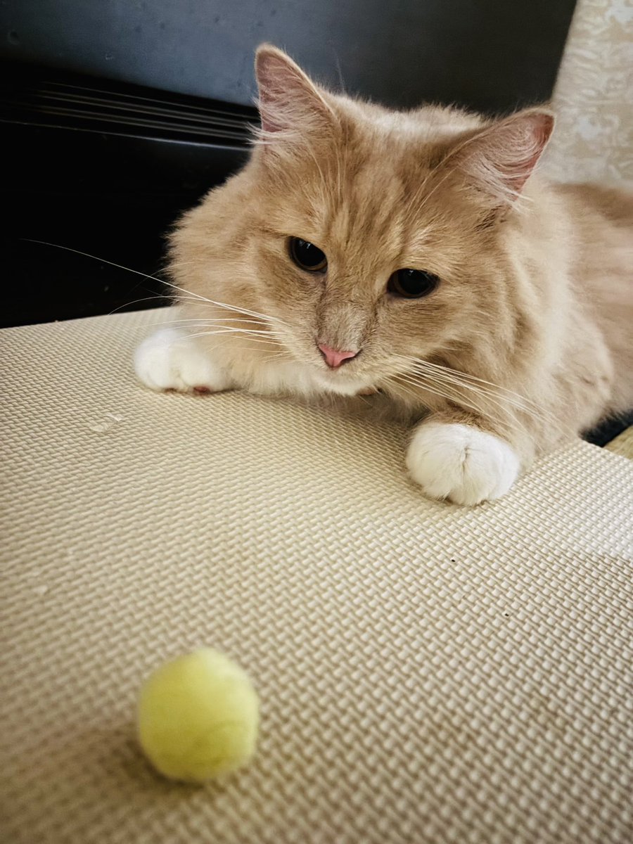 nekomocafe2's tweet photo. まずはユウくんです😊
大きな体の割にビビりな所があるユウくんなので、最初は少し緊張していたようですが、徐々にリラックス～🎵
日向ぼっこでへそ天したり、毛布にくるまれて抱っこしてもらったり☺️

お家のワンちゃんとも仲良く、伸び伸びと暮らしているそうです！ https://t.co/rWArIm4nyu