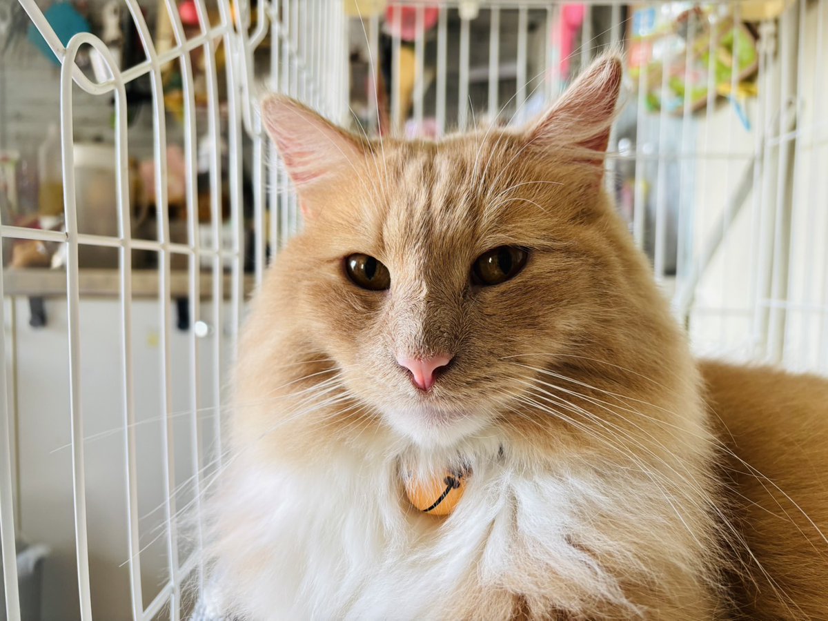 nekomocafe2's tweet photo. まずはユウくんです😊
大きな体の割にビビりな所があるユウくんなので、最初は少し緊張していたようですが、徐々にリラックス～🎵
日向ぼっこでへそ天したり、毛布にくるまれて抱っこしてもらったり☺️

お家のワンちゃんとも仲良く、伸び伸びと暮らしているそうです！ https://t.co/rWArIm4nyu