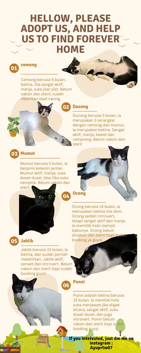 ayupratiwii2's tweet photo. OPEN ADOPTION (IT'S FREE)

📍JAKARTA

PLEASE HELP THEM TO FIND FOREVER HOME❤️

IF YOU INTERESTED, JUST DM ME

Boleh bantu share ya guys, thnks🙏

#AdoptCat #AdoptMe #AdoptDontBuy #Adoption https://t.co/qRyMIsoVbY