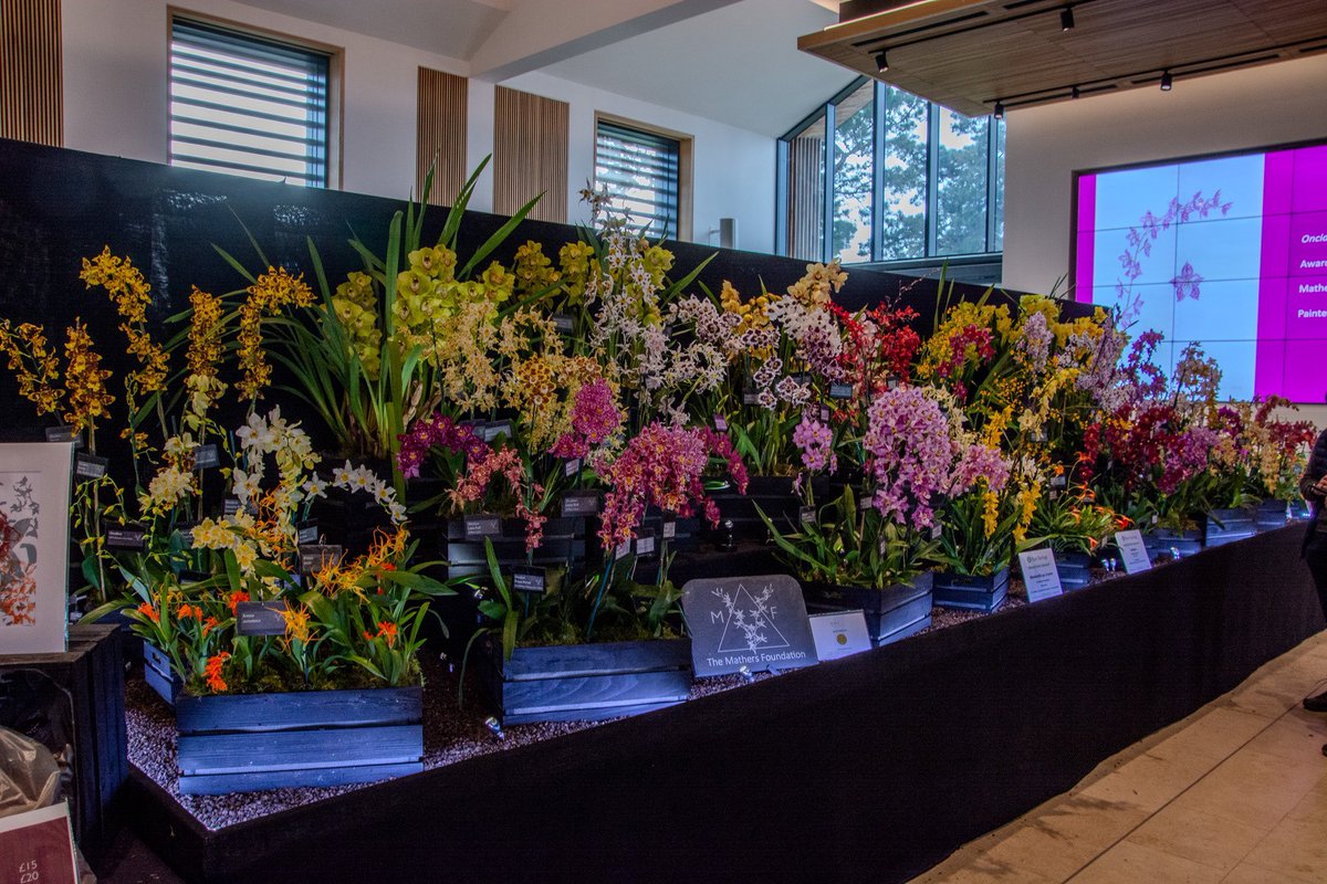Brilliant first day at the show. Delighted to win a Gold Medal for our display 🏅🌿 and a prize for the Best Hybrid in the Show for Masdevallia Mandy 🎉. Thanks everyone who came to visit. 🌿

#orchids #orquídeas #nature #conservation
