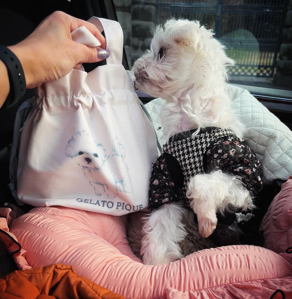 KeikoWalker's tweet photo. 先月𝓑𝓲𝓻𝓽𝓱𝓭𝓪𝔂に"ガールズ"から貰った𝓖𝓮𝓵𝓪𝓽𝓸 𝓟𝓲𝓺𝓾𝓮のマルチーズバッグ♥️を持って木曜日はAnnabelleとお仕事に行きました❣️ジェラピケバッグが可愛い過ぎる〜！
改めてありがとう♥️♥️♥️

#keikowalker
#malteseannabelle 
#maltese 
#gelatopique  
#マルチーズ 
#犬優先の生活 https://t.co/k8hS1LQTff