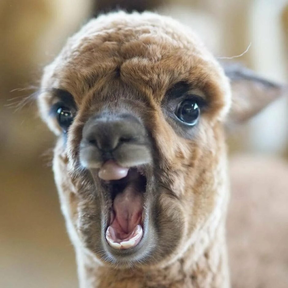 Kushtay1's tweet photo. @TheLlamaZone Llamas are cute, fluffy, and they will bite your balls off if you think otherwise. https://t.co/3t31SKqawu