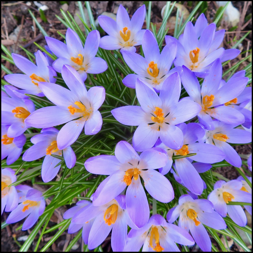 FlahertyLandscp's tweet photo. Everybody’s Happy
Spring is victorious.
Winter has been beaten.
We’ve won!
We are all smiling—don’t you see it?
#Switzerland #SwissAlps #CuriousTales #TangierGardens #Morocco https://t.co/cCLnEOo3Ba