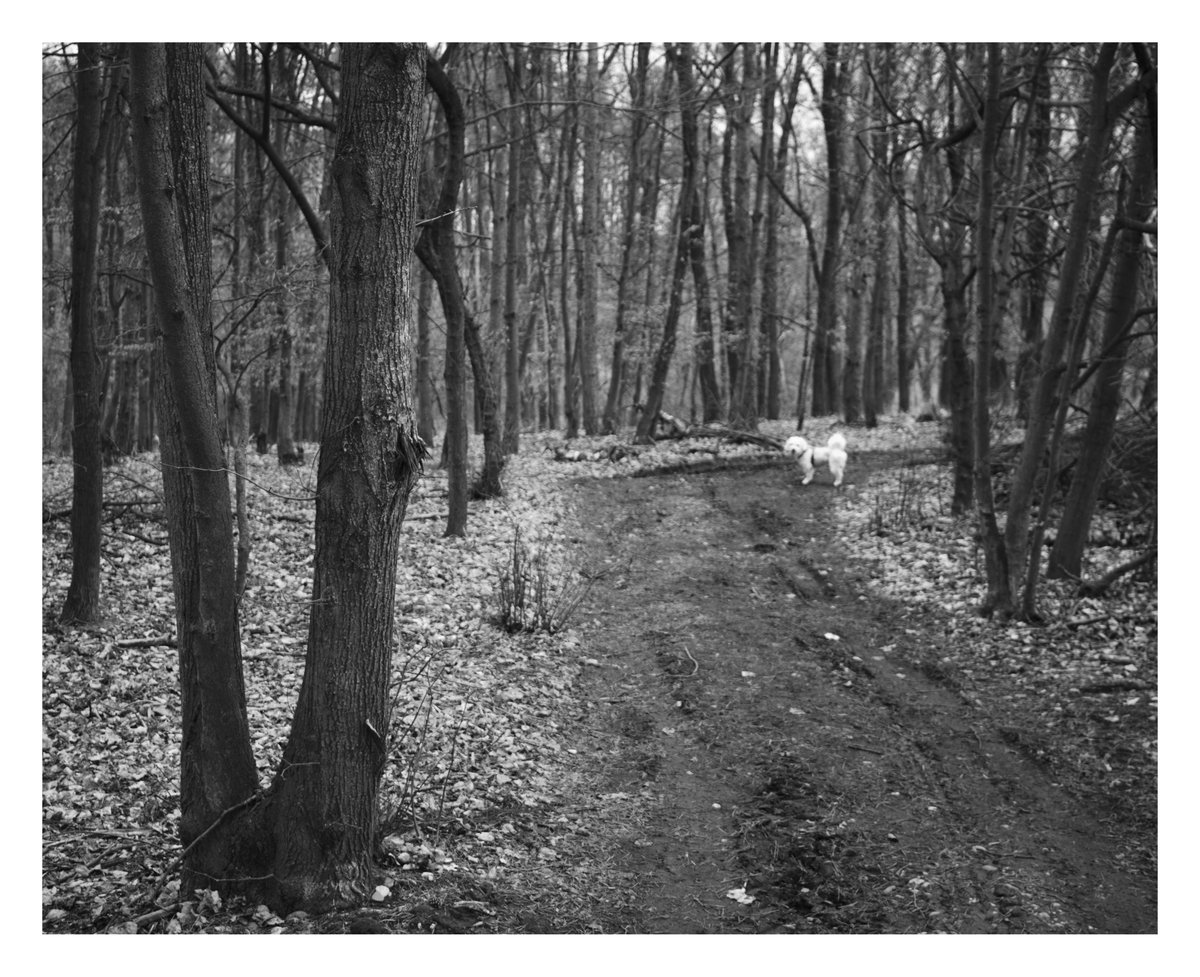 RedkiwiH's tweet photo. Morning walks in Postrizin woods.
Fujifilm XH1
Minolta 28mm f2.8 https://t.co/Z9AzdG1cVy